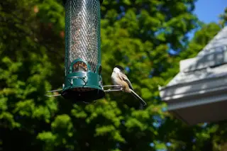 Photo 40