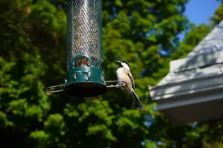 Photo 41