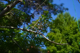 Photo 45
